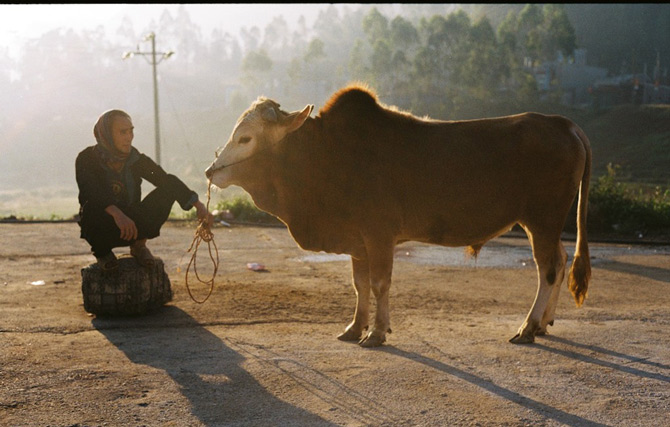 Picture 11 of Ha Giang yellow sunshine in the early winter days