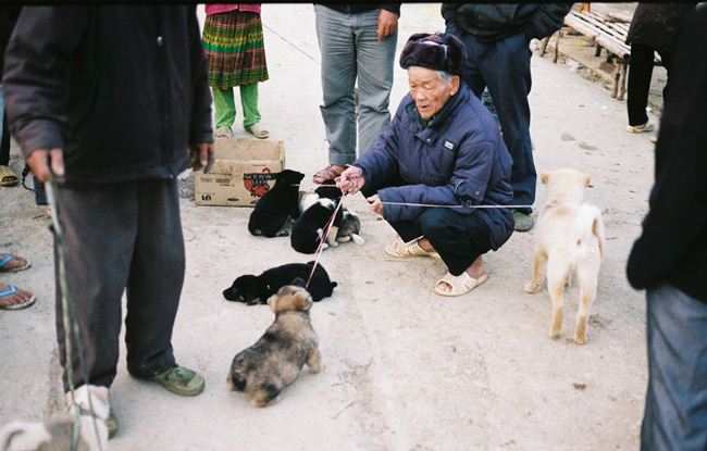 Picture 12 of Ha Giang yellow sunshine in the early winter days