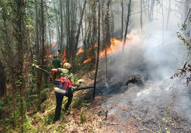 Picture 1 of Ha Tinh has forest fires, hundreds of people put out fires in the hot sun