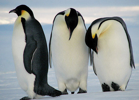 Picture 2 of Habit queues determined by genetic genes