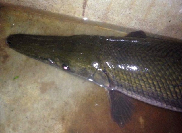 Picture 1 of Hai Duong: People caught crocodile-like fish