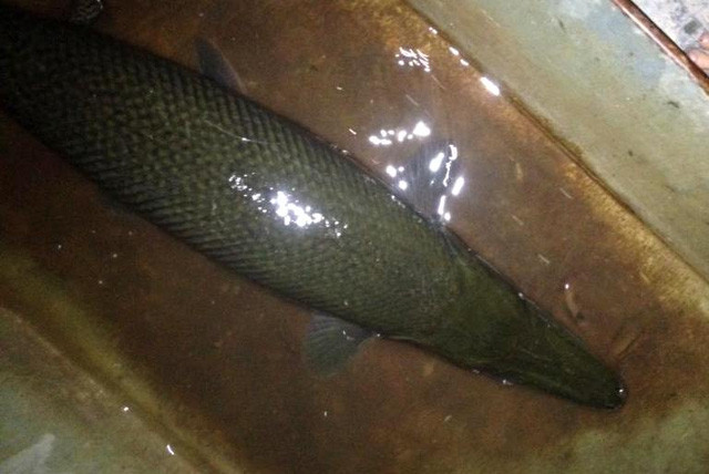 Picture 3 of Hai Duong: People caught crocodile-like fish
