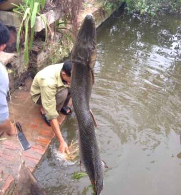 Picture 4 of Hai Duong: People caught crocodile-like fish