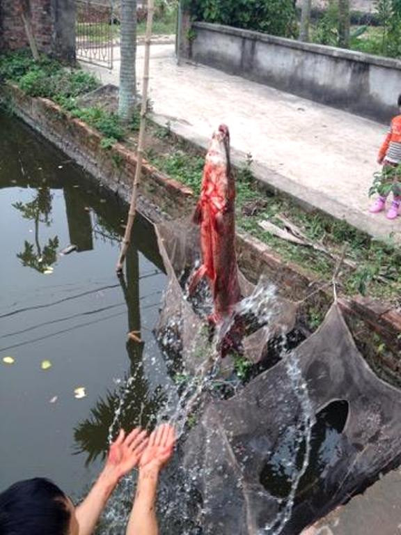 Picture 5 of Hai Duong: People caught crocodile-like fish