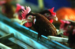 Picture 1 of Hai Phong, Quang Ninh: Avian influenza returned