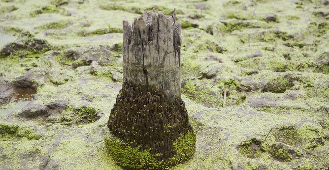 Hai Phong urgently excavated 13 suspected wooden piles of the battle of Bach Dang images 2