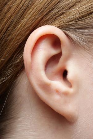 Picture 1 of Hair cells help restore hearing