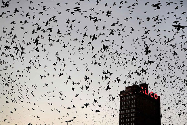 Picture 1 of Half a century, North America alone lost 3 billion birds