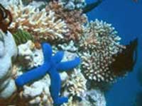 Picture 1 of Half of the world's atolls may disappear