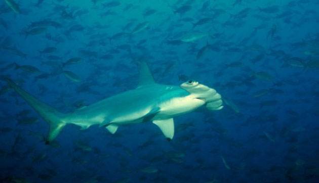 Picture 2 of Hammerhead sharks - one of the weirdest sharks in the world