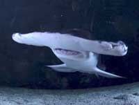 Picture 1 of Hammerhead sharks