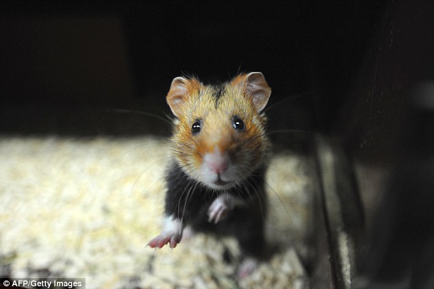 Picture 1 of Hamster rats in France are turning into cold-blooded assassins because of an extremely popular plant