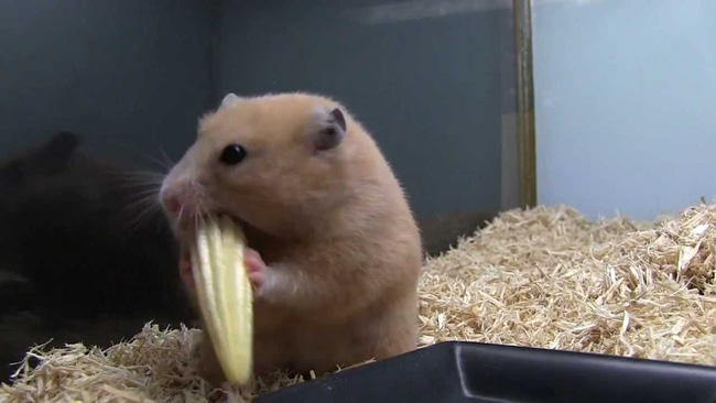 Picture 2 of Hamster rats in France are turning into cold-blooded assassins because of an extremely popular plant