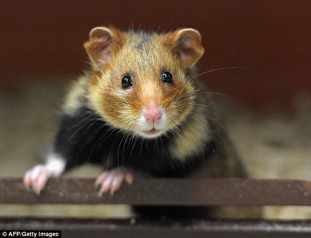 Picture 3 of Hamster rats in France are turning into cold-blooded assassins because of an extremely popular plant