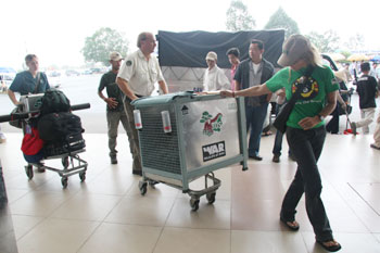 Picture 7 of Handover 2 rare orangutans to Indonesia