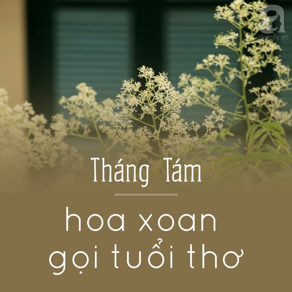 Picture 10 of Hanoi and the season of beautiful flowers captivated people