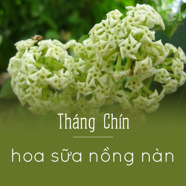 Picture 11 of Hanoi and the season of beautiful flowers captivated people