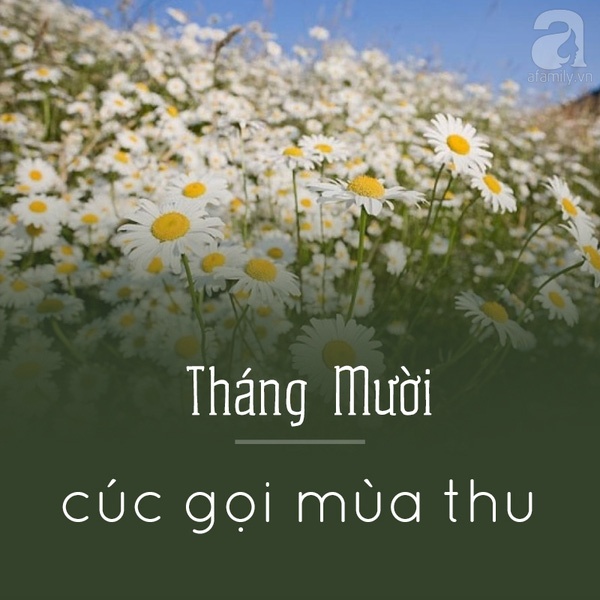 Picture 12 of Hanoi and the season of beautiful flowers captivated people