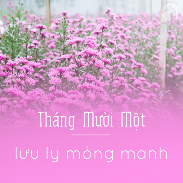 Picture 13 of Hanoi and the season of beautiful flowers captivated people