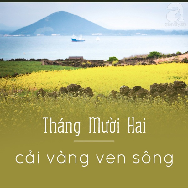 Picture 14 of Hanoi and the season of beautiful flowers captivated people