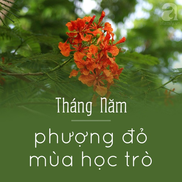 Picture 6 of Hanoi and the season of beautiful flowers captivated people