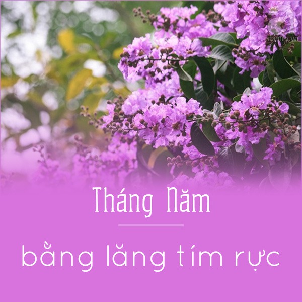 Picture 7 of Hanoi and the season of beautiful flowers captivated people