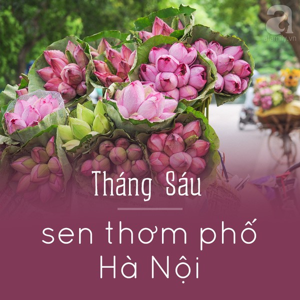 Picture 8 of Hanoi and the season of beautiful flowers captivated people