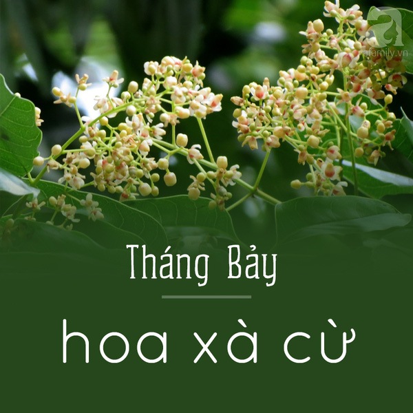 Picture 9 of Hanoi and the season of beautiful flowers captivated people