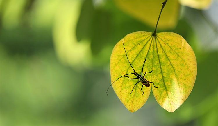 Picture 10 of Hanoi autumn moments are beautiful
