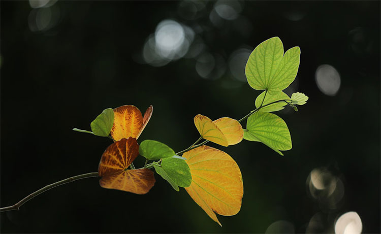 Picture 11 of Hanoi autumn moments are beautiful