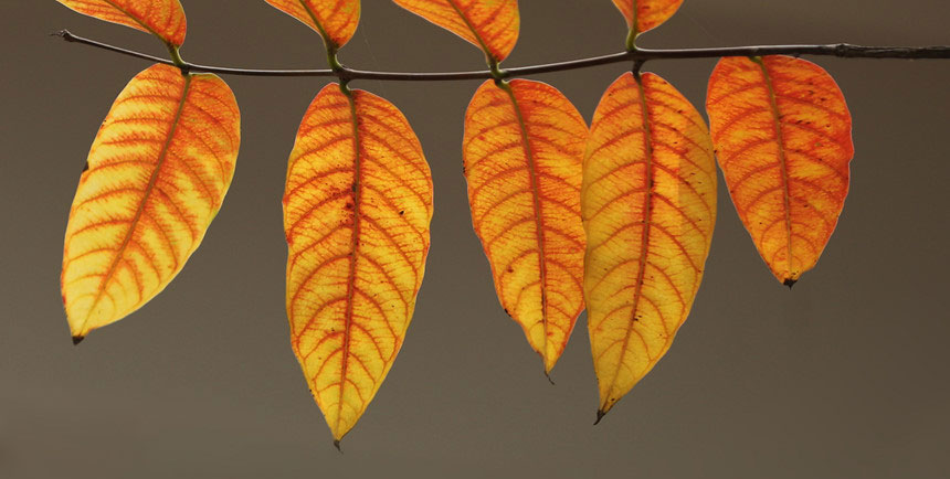 Picture 12 of Hanoi autumn moments are beautiful