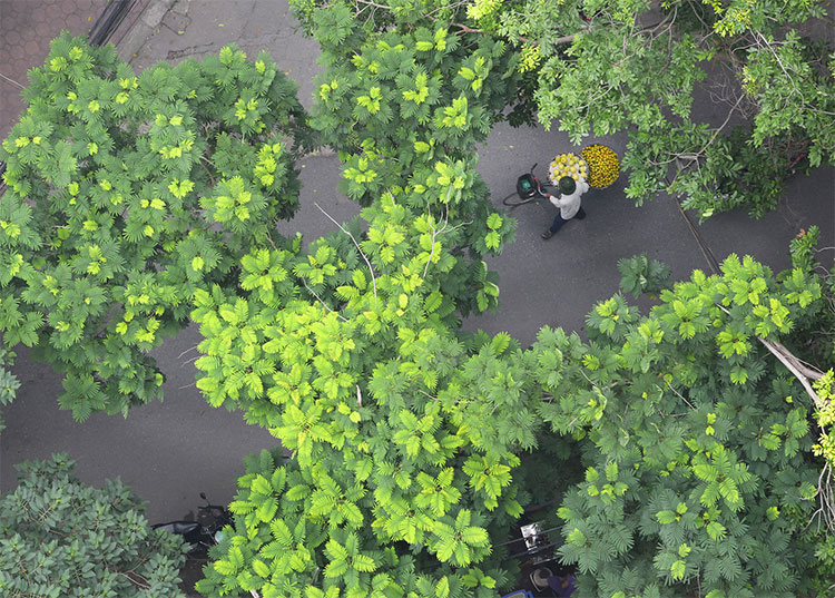 Picture 16 of Hanoi autumn moments are beautiful