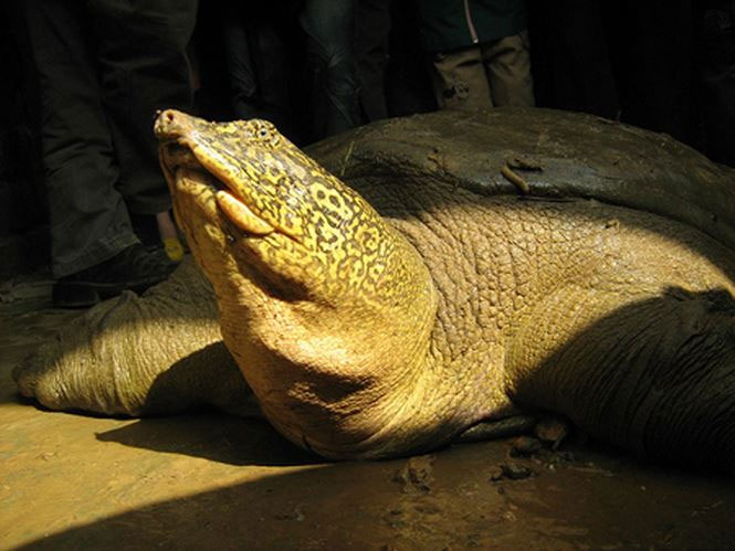 Picture 1 of Hanoi plans to restore the Hoan Kiem turtle