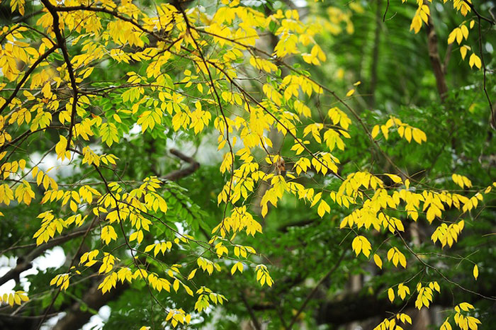 Picture 10 of Hanoi shows off the brilliant yellow season of sesame and leaves