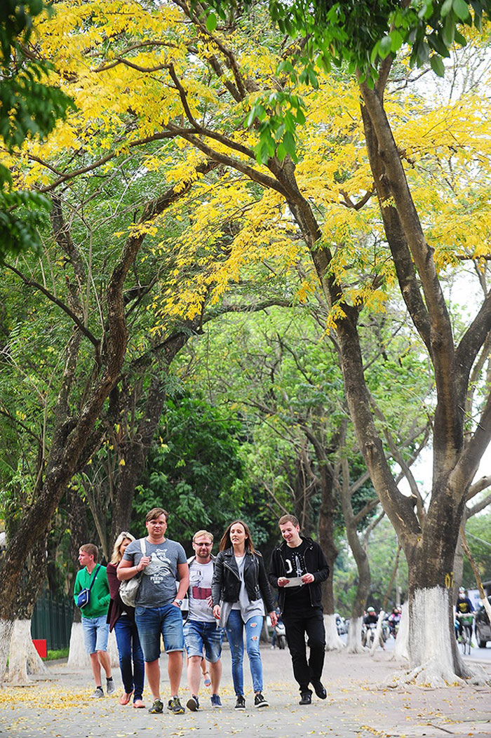 Picture 11 of Hanoi shows off the brilliant yellow season of sesame and leaves
