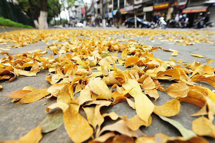 Picture 12 of Hanoi shows off the brilliant yellow season of sesame and leaves
