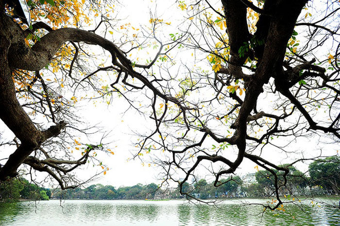 Picture 8 of Hanoi shows off the brilliant yellow season of sesame and leaves
