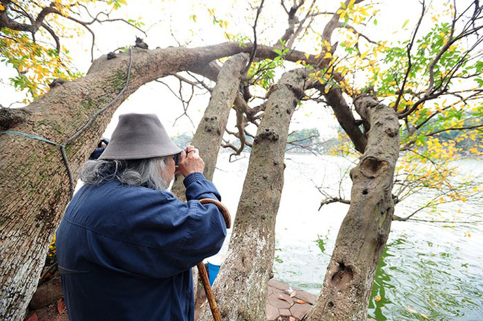 Picture 9 of Hanoi shows off the brilliant yellow season of sesame and leaves
