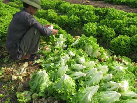 Picture 2 of Hanoi: Vegetables are contaminated from fields to markets