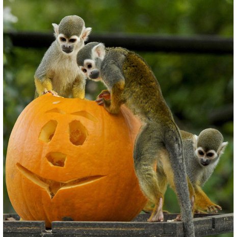 Picture 10 of Happy animal playing Halloween