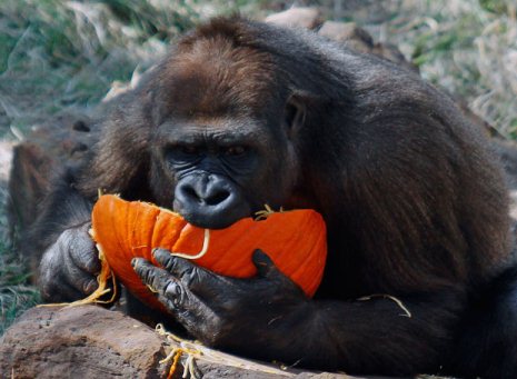 Picture 11 of Happy animal playing Halloween