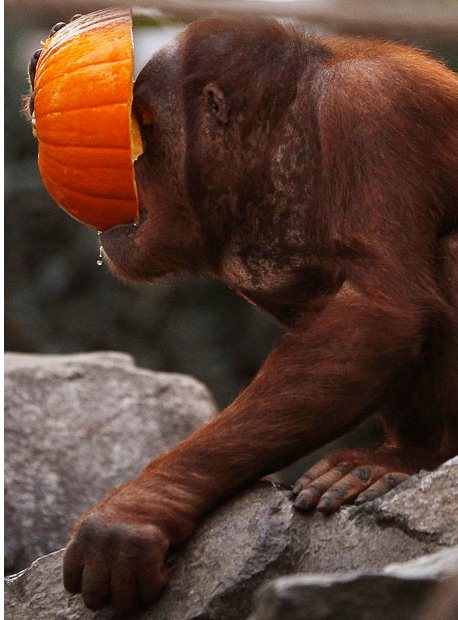 Picture 12 of Happy animal playing Halloween