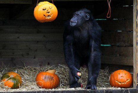 Picture 13 of Happy animal playing Halloween