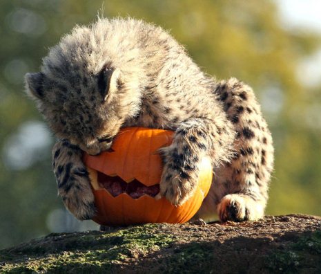 Picture 14 of Happy animal playing Halloween
