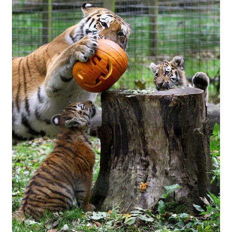 Picture 8 of Happy animal playing Halloween