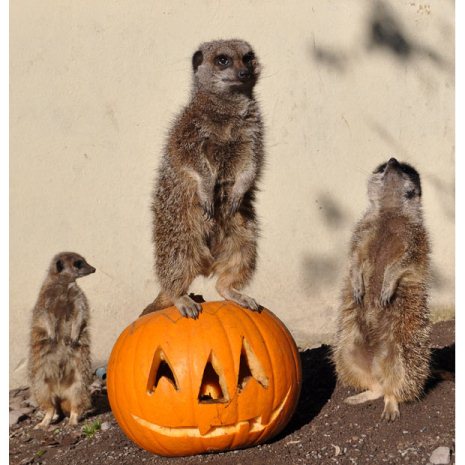 Picture 9 of Happy animal playing Halloween
