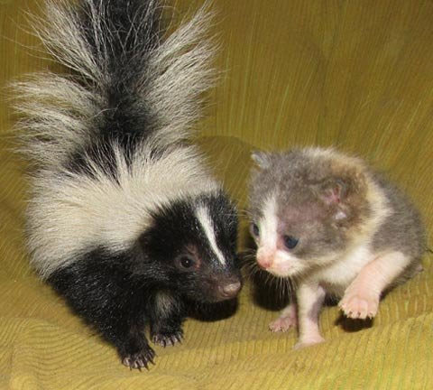 Picture 2 of Happy couples with different species