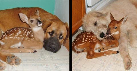 Picture 3 of Happy couples with different species