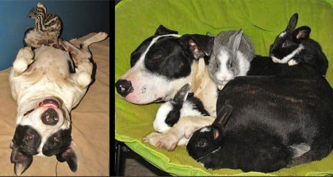 Picture 4 of Happy couples with different species