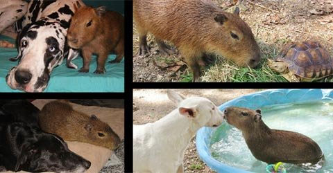 Picture 5 of Happy couples with different species